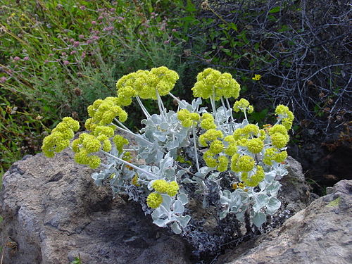 Eriogonum crocatum